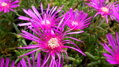 Delosperma cooperi