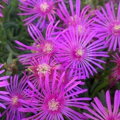 Delosperma cooperi