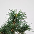 Pinus parviflora MASAMI