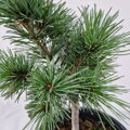 Pinus parviflora 'Burke's Bonsai'