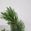Pinus aristata VANC GOLD