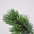 Pinus aristata LORAINE