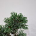 Pinus aristata 'Silver Bee'