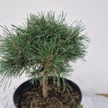 Pinus uncinata TOGO