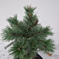 Pinus aristata 'Sherwood Compact'