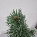 Pinus aristata LINCOLN