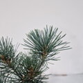 Pinus parviflora SHI NO SEE