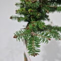 Abies balsamea STAGE COACH