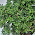Abies nordmanniana PETRA