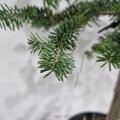 abies nordmanniana EQUITR FRANKIE