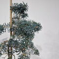 Abies concolor HEXE