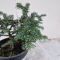 Abies fraseri FORD WB