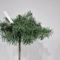 Abies lasiocarpa GRIZ