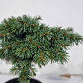 Picea abies KYLIAN