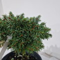 Picea abies SALADAMBIS