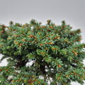 Picea abies KAMENÁČ
