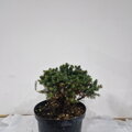 Picea abies TYPNER