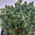 Picea abies TYPNER