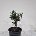 Picea abies VALENTINS