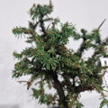 Picea abies VALENTINS