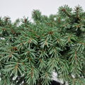 Picea abies TEDDY WB