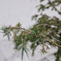 Picea abies GOLD DUST