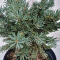 Picea glauca CECILIA