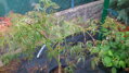 Javor dlaňovitolistý 'Dissectum' (Acer palmatum 'Dissectum')