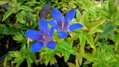 Gentiana acaulis