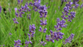 Lavandula angustifolia "Dwarf Blue"