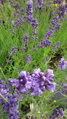 Lavandula angustifolia 