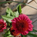 Echinacea pallida SunSeekers Red