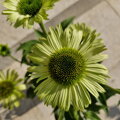 Echinacea purpurea ¨Green Jewel¨