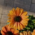 Echinacea purpurea 