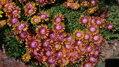 Delosperma FIRE SPINNER