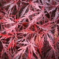 Javor dlaňovitolistý 'Dissectum' (Acer palmatum 'Dissectum')