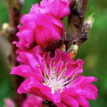 Broskyňa mini HONEY RED