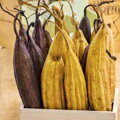 Lufa valcovitá (Luffa Cylindrica)
