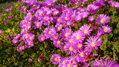 Delosperma 