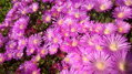 Delosperma 