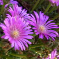 Delosperma "Pink Zulu"