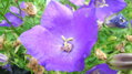 Campanula carpatica Tiefblauclips
