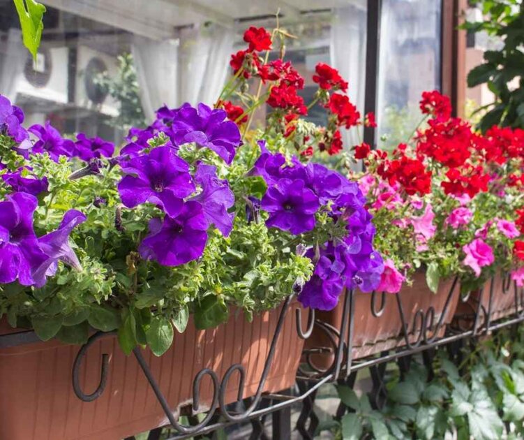 Kvetiny Vhodne Na Balkon (různých barvách, pravidelnou zálivku, balkonové květiny, Bohatě kvetoucí) Kvetiny Vhodne Na Balkon