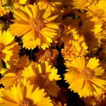 Kráska veľkoúborová 'Presto' (Coreopsis Presto)