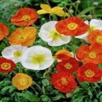 Papaver nudicaule Gartenzwerg