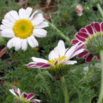 Trahok rímsky (Anacyclus pyrethrum depressus)