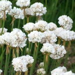 Trávnička prímorská (Armeria maritima)