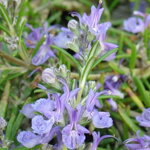 Rozmarín lekársky 'Corsian Blue'
