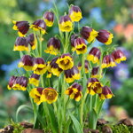 Korunkovka michailovskyi (Fritillaria michailovskyi)