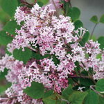 Orgován 'Josée' (Syringa 'Josée')